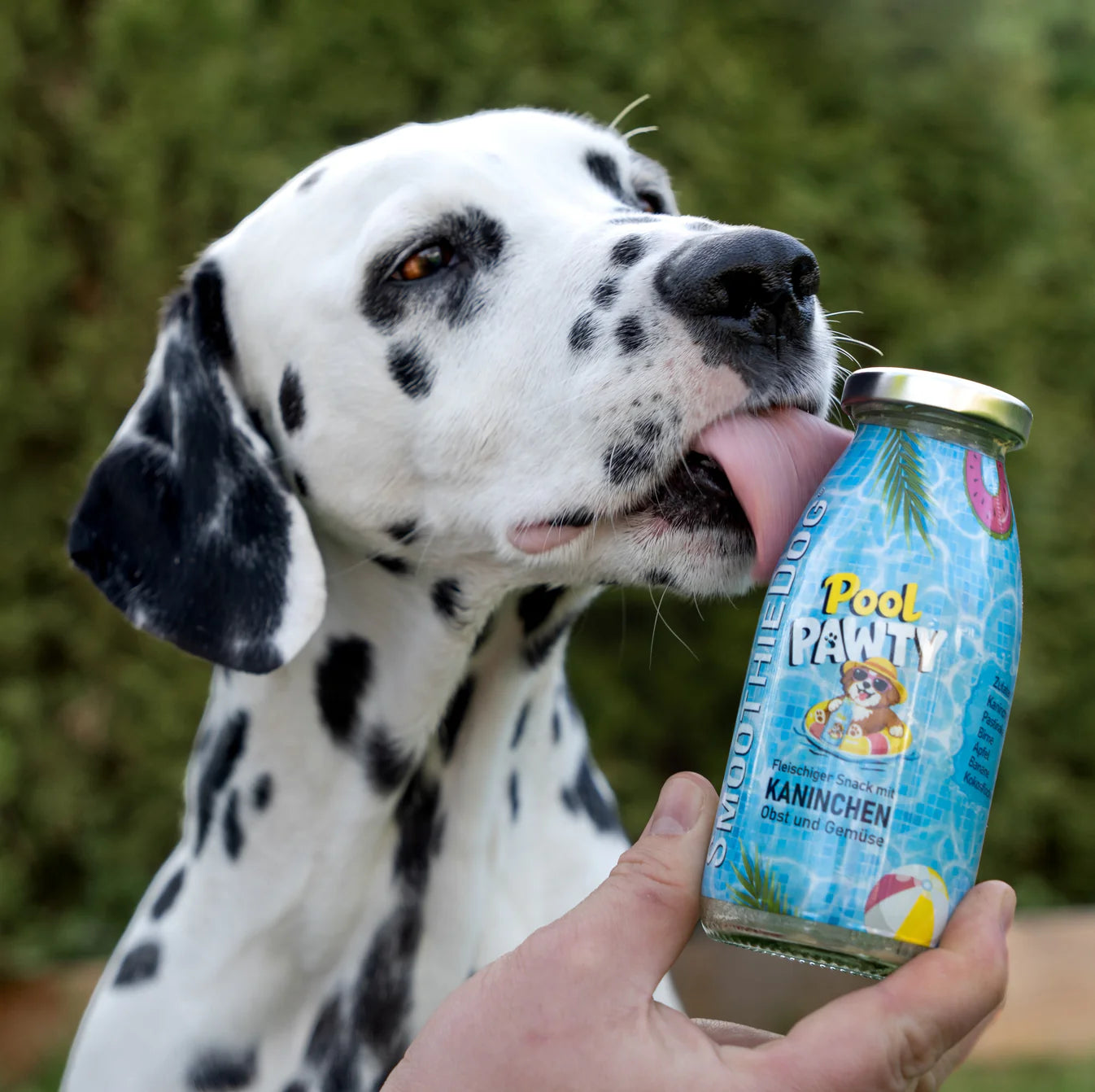 SMOOTHIE DOG - Summer Edition, Pool Pawty, Kaninchen