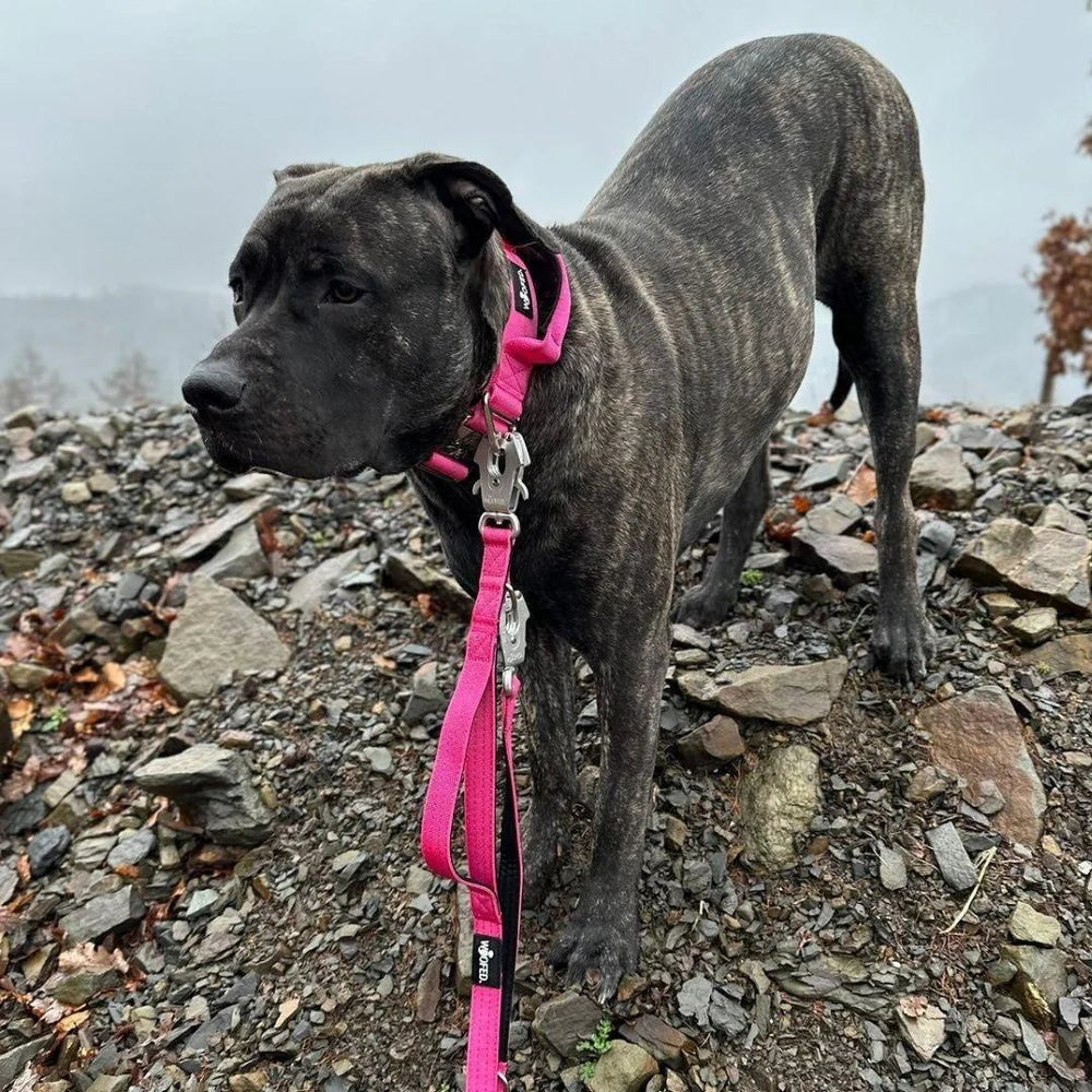 WOOFED - Leine 2,5m pink