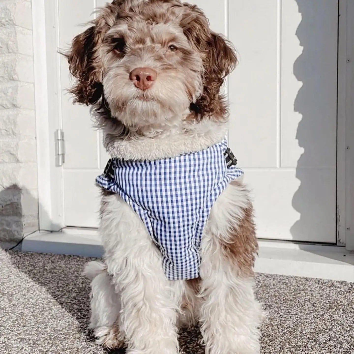 PUPPY BOHÈME - Jacke mit Geschirr, Charlie