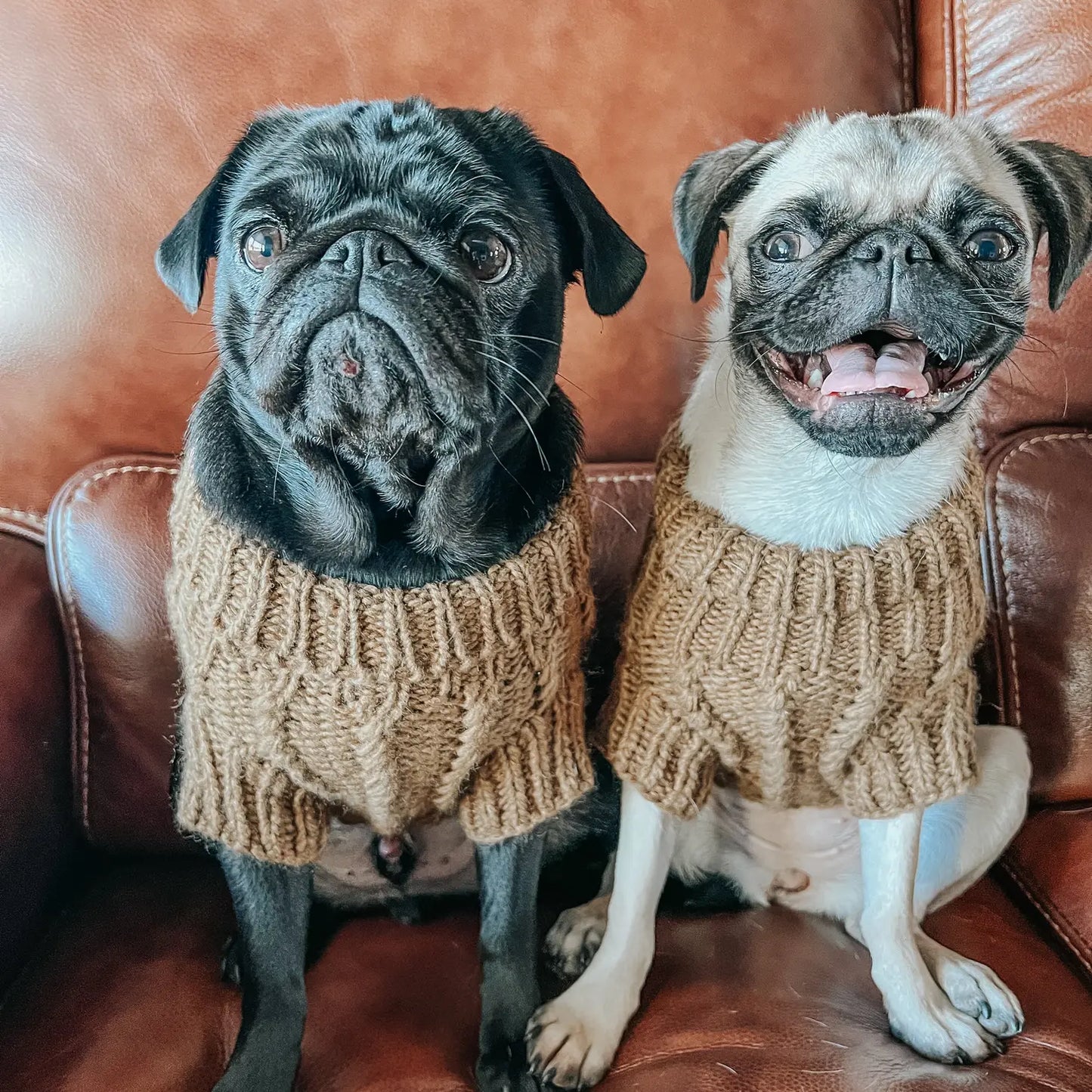 SASSY WOOF Hundepullover - braun