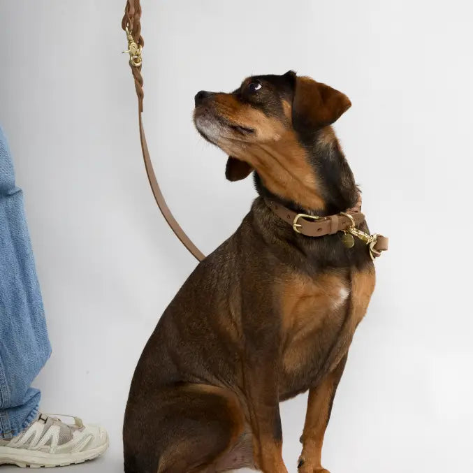 NORDOG - Leder Halsband Hugo Nougat, geflochten