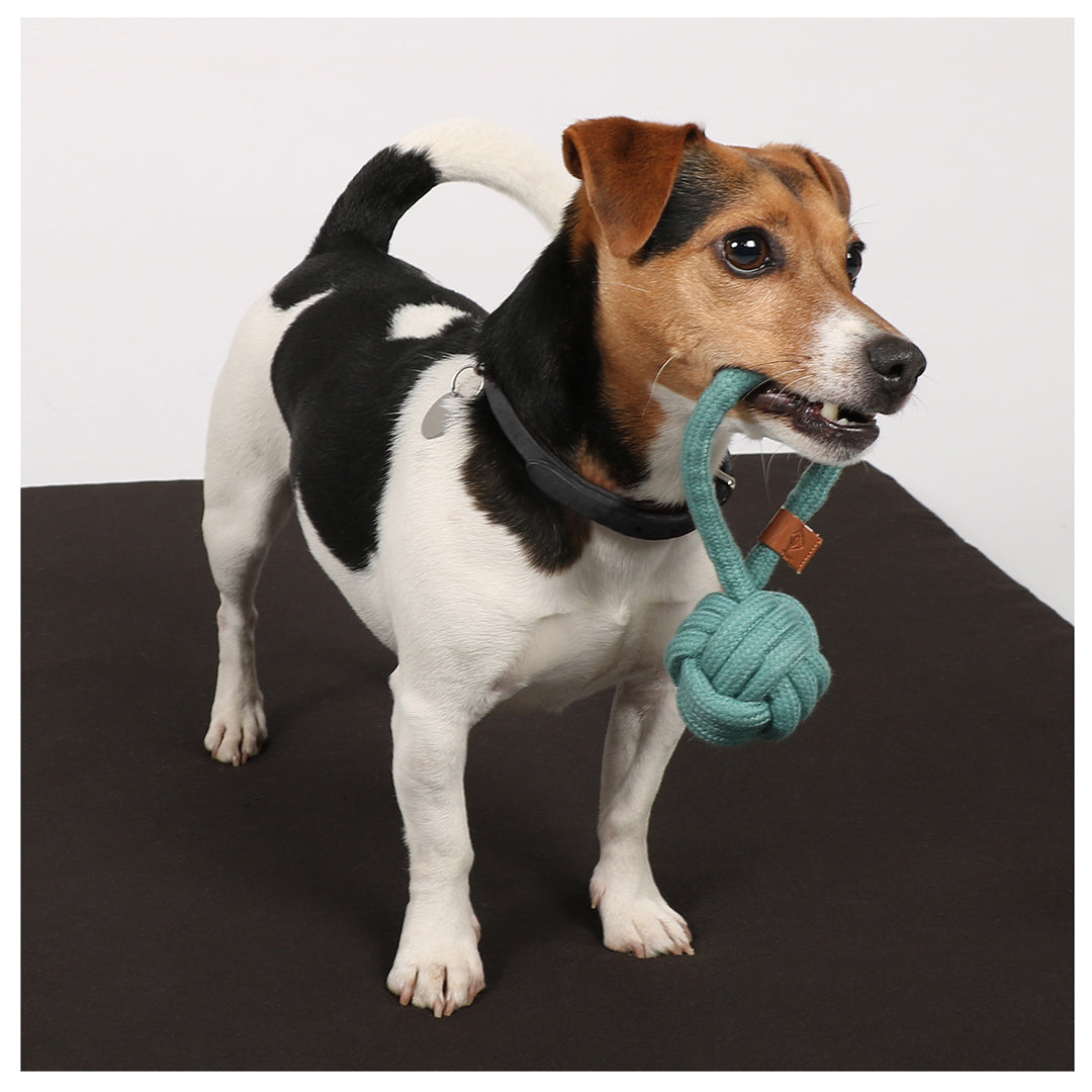 D&D Home - Ball Harper, blau