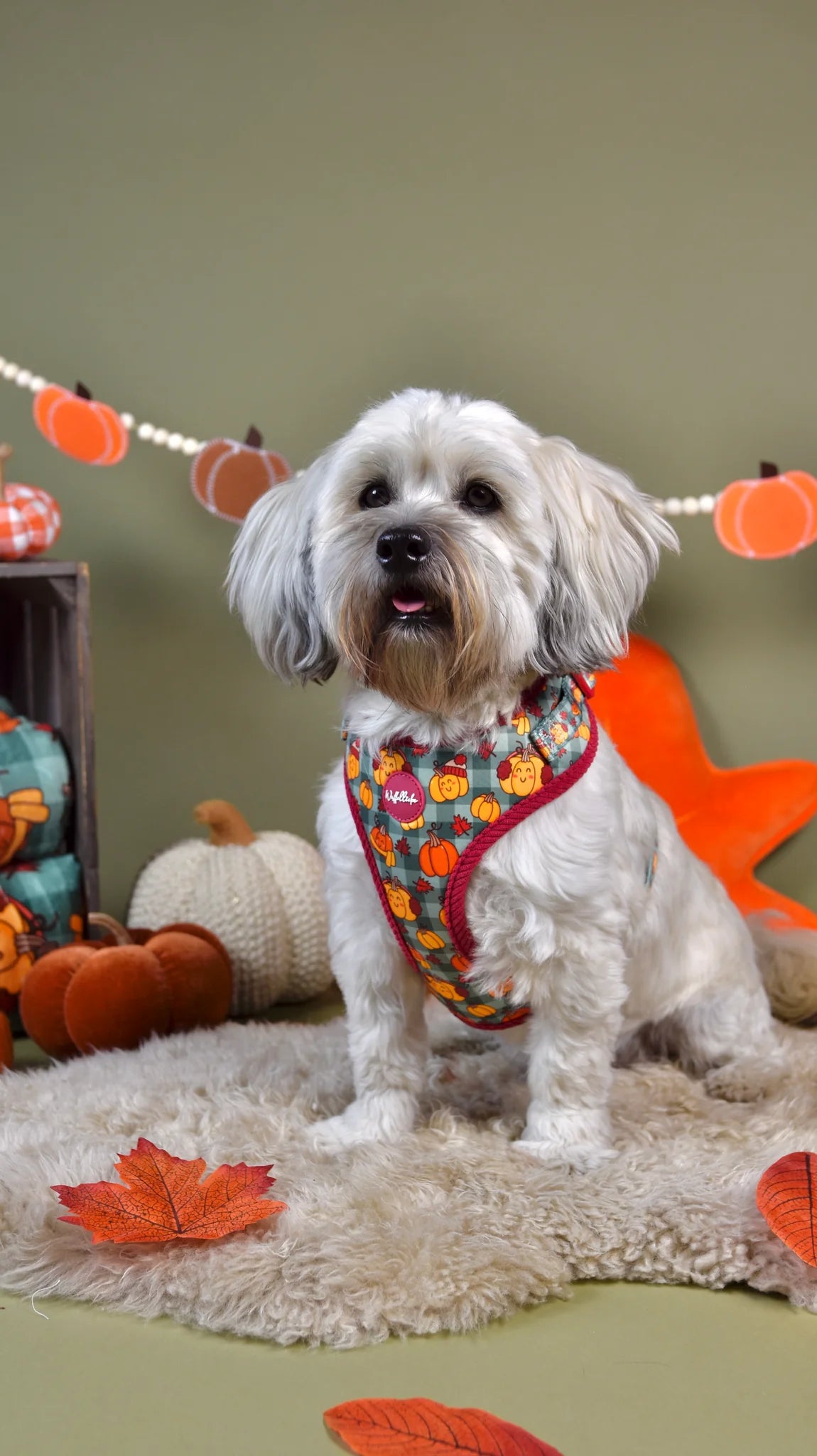 WUFFELLIEBE Geschirr- Cosy Pumpkin Patch