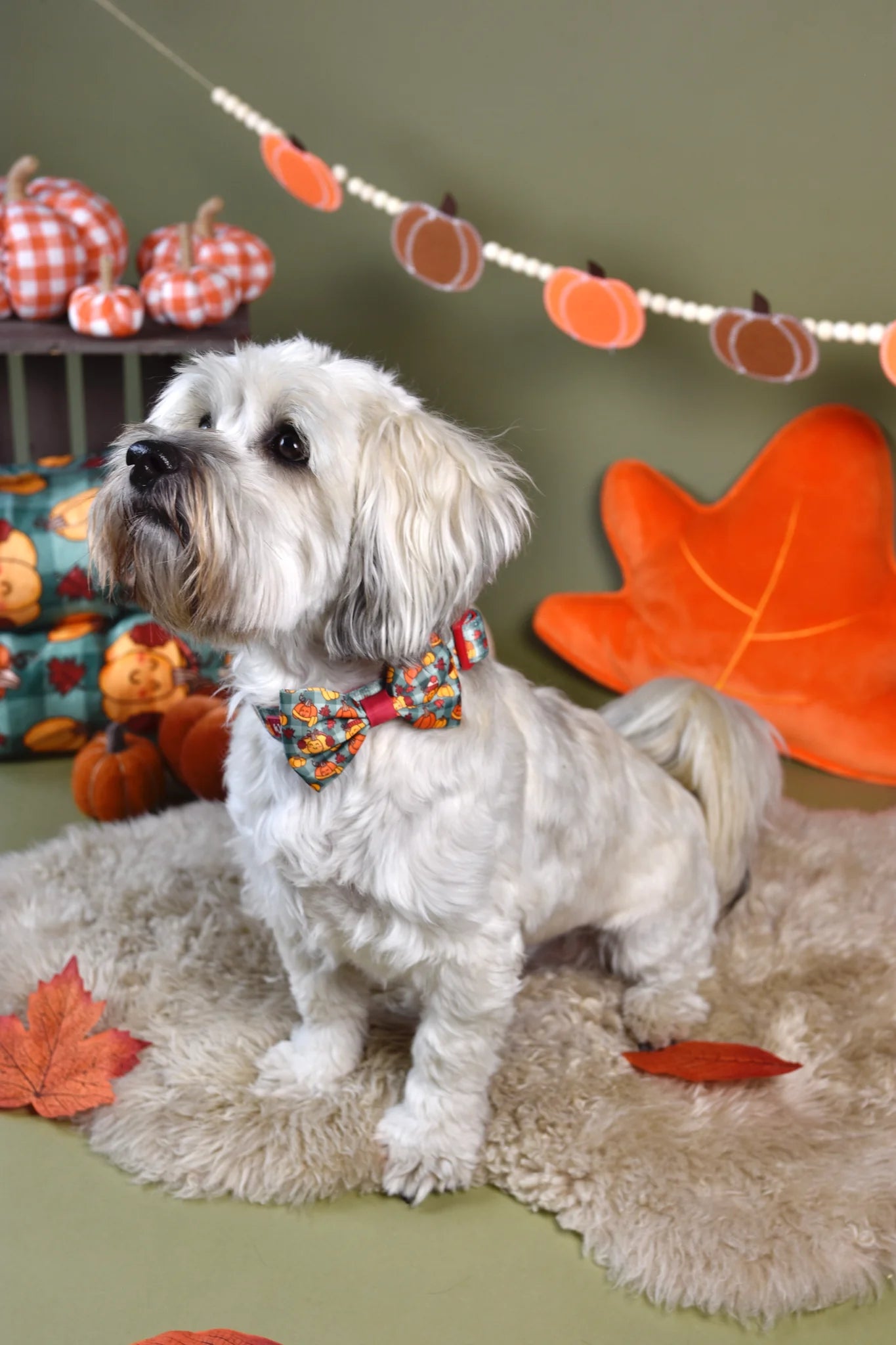 WUFFELLIEBE Halsband - Cosy Pumpkin Patch