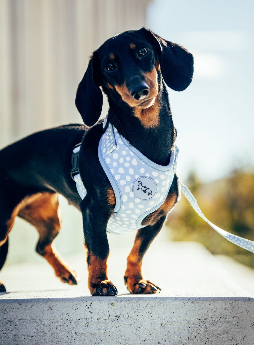 WIENER WALKS - Leine Blue White Dots