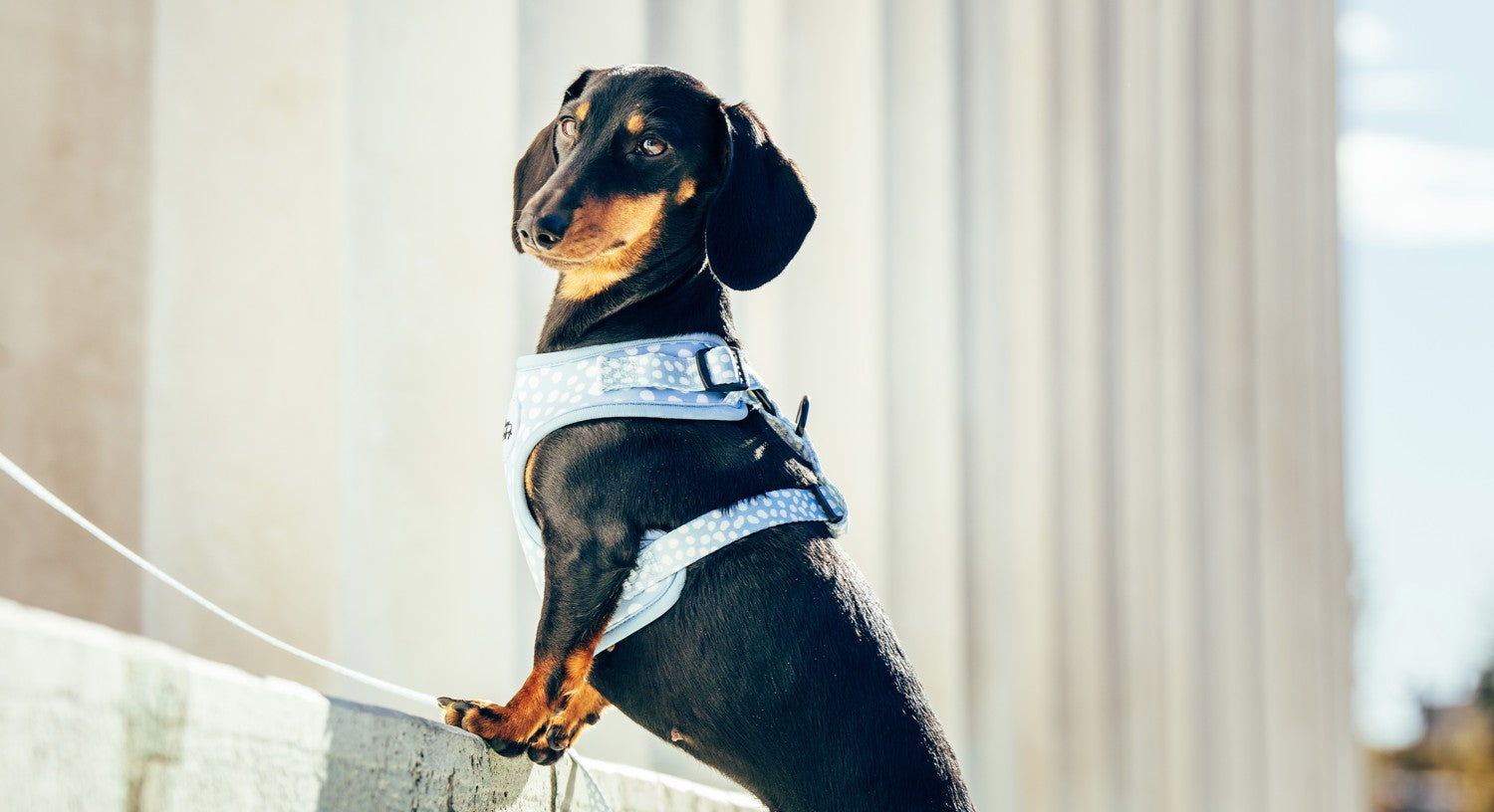 wienerwalks is back