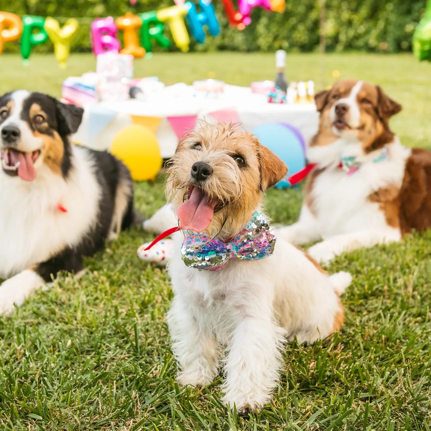 CROCI - Party/Birthday Fliege
