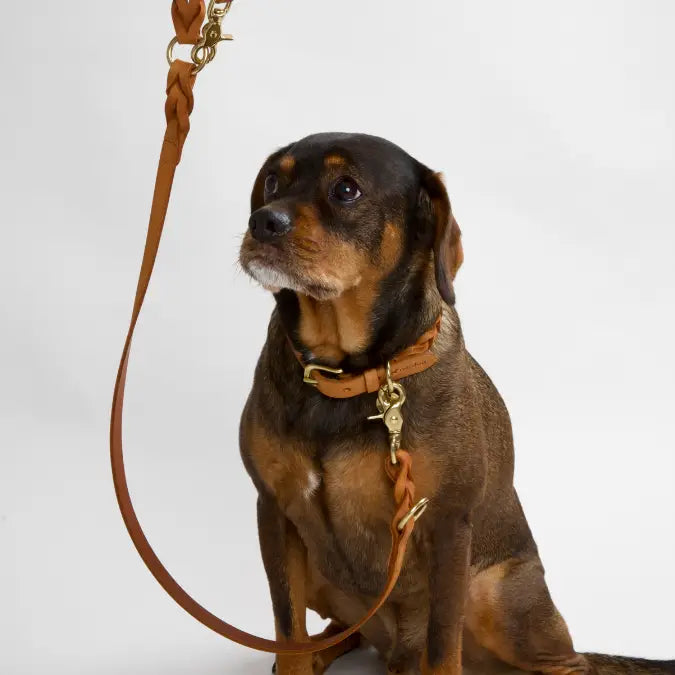 NORDOG - Leder Halsband Hugo Cognac, geflochten
