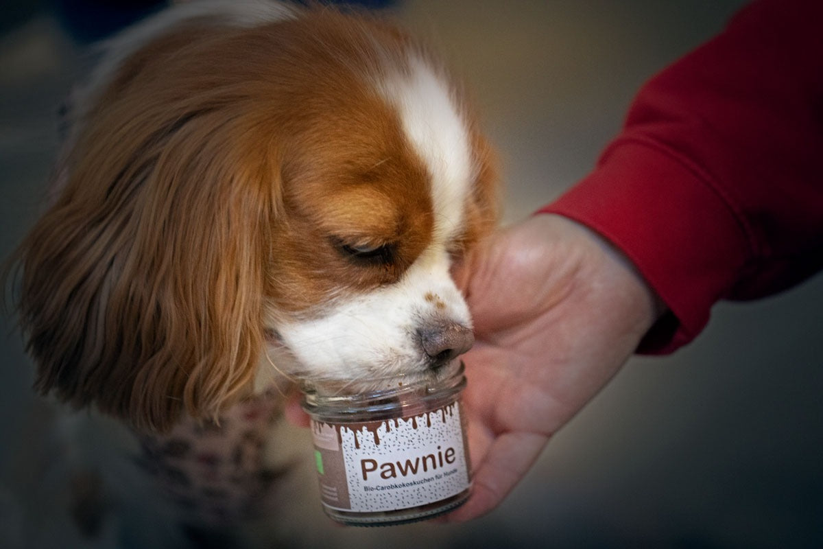 PAWNIE - Bio Carobkokoskuchen im Glas (vegan) 80g