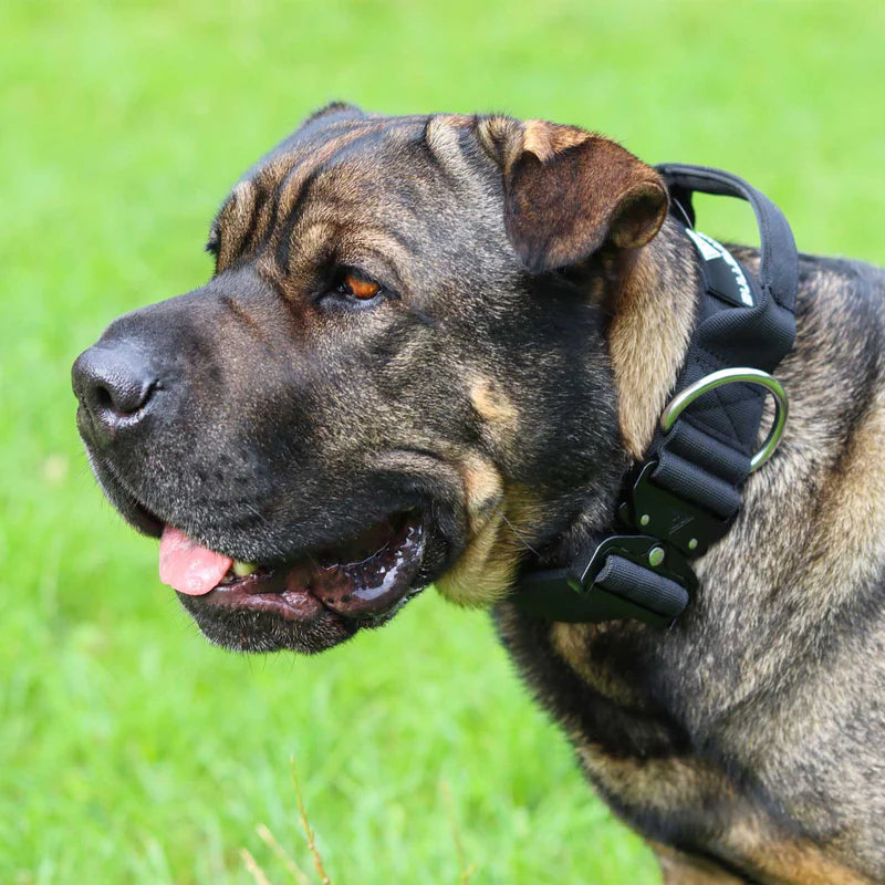 BULLSLAND DOGWEAR - Halsband mit Griff - Schwarz
