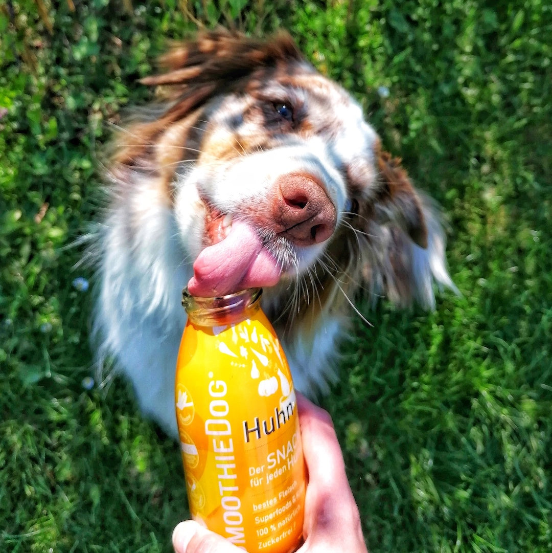 Smoothie Dog