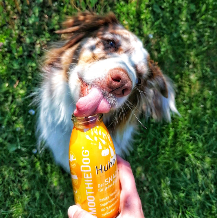 Smoothie Dog