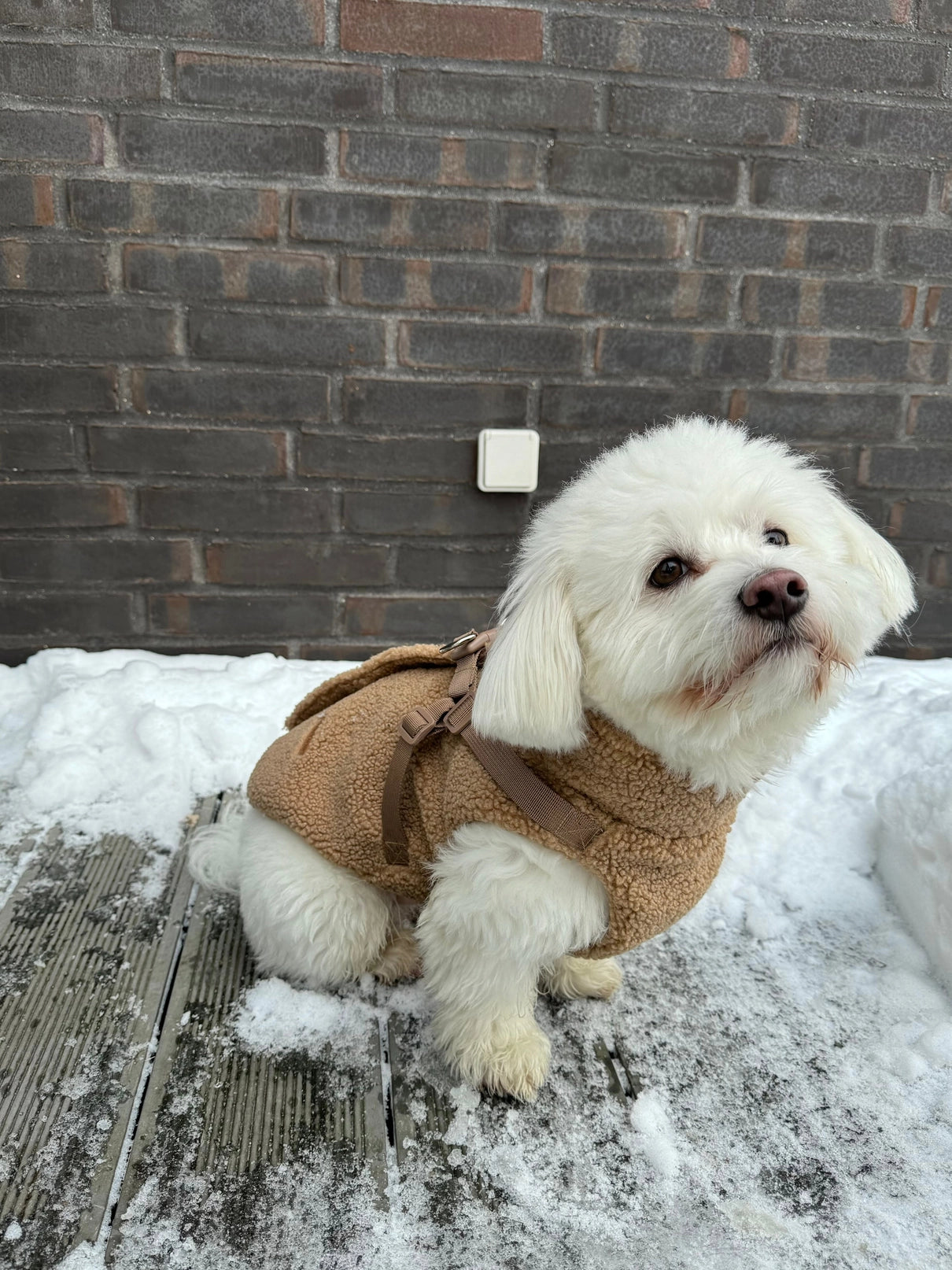 PUPPY BOHÈME - Mantel Teddy