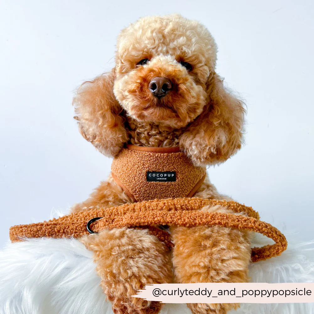 COCOPUP London - Leine Teddy Paddington