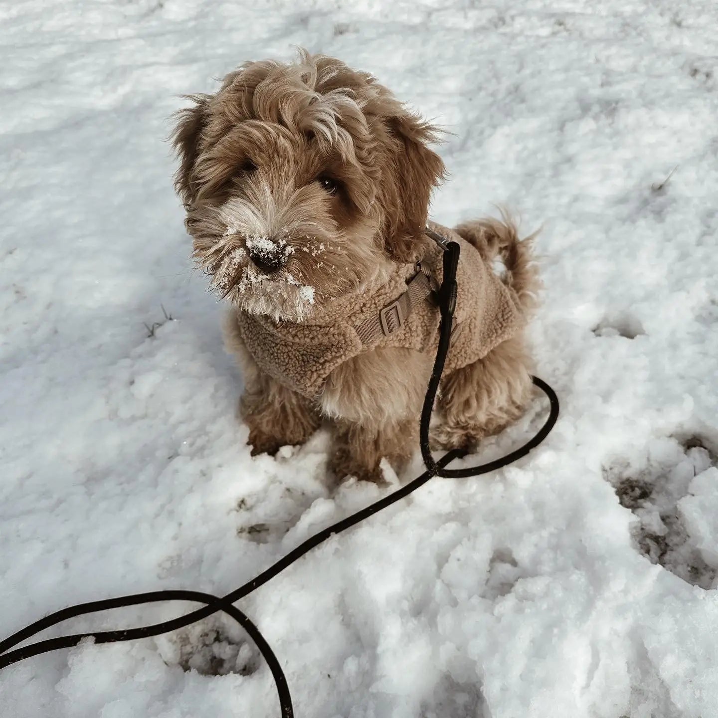 PUPPY BOHÈME - Mantel Teddy