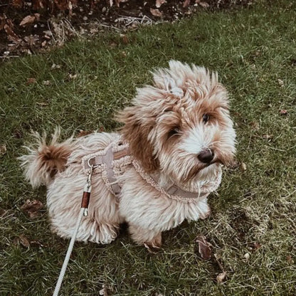 PUPPY BOHÈME - Y-Geschirr Teddy