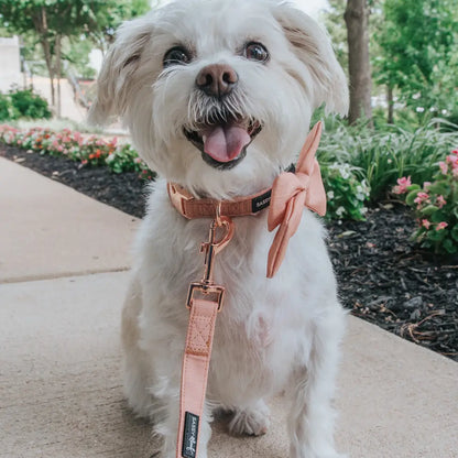 SASSY WOOF Halsband - Apple Cider