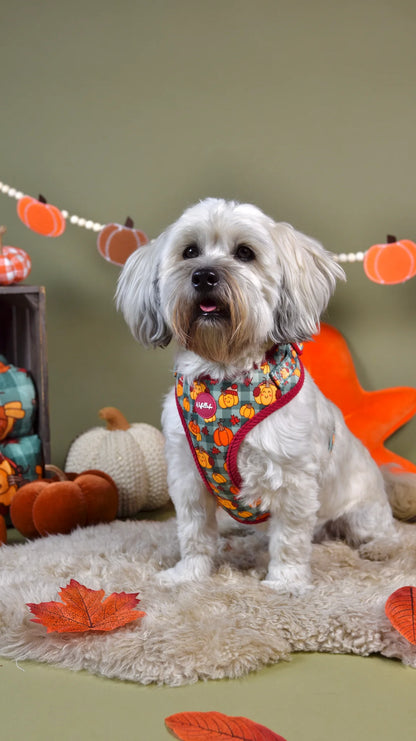 WUFFELLIEBE Geschirr- Cosy Pumpkin Patch