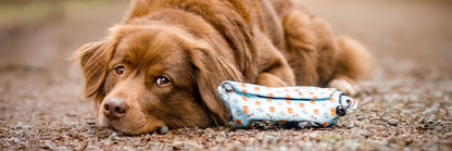 STUCH - Futterdummy beschichtet, Türkis Hund