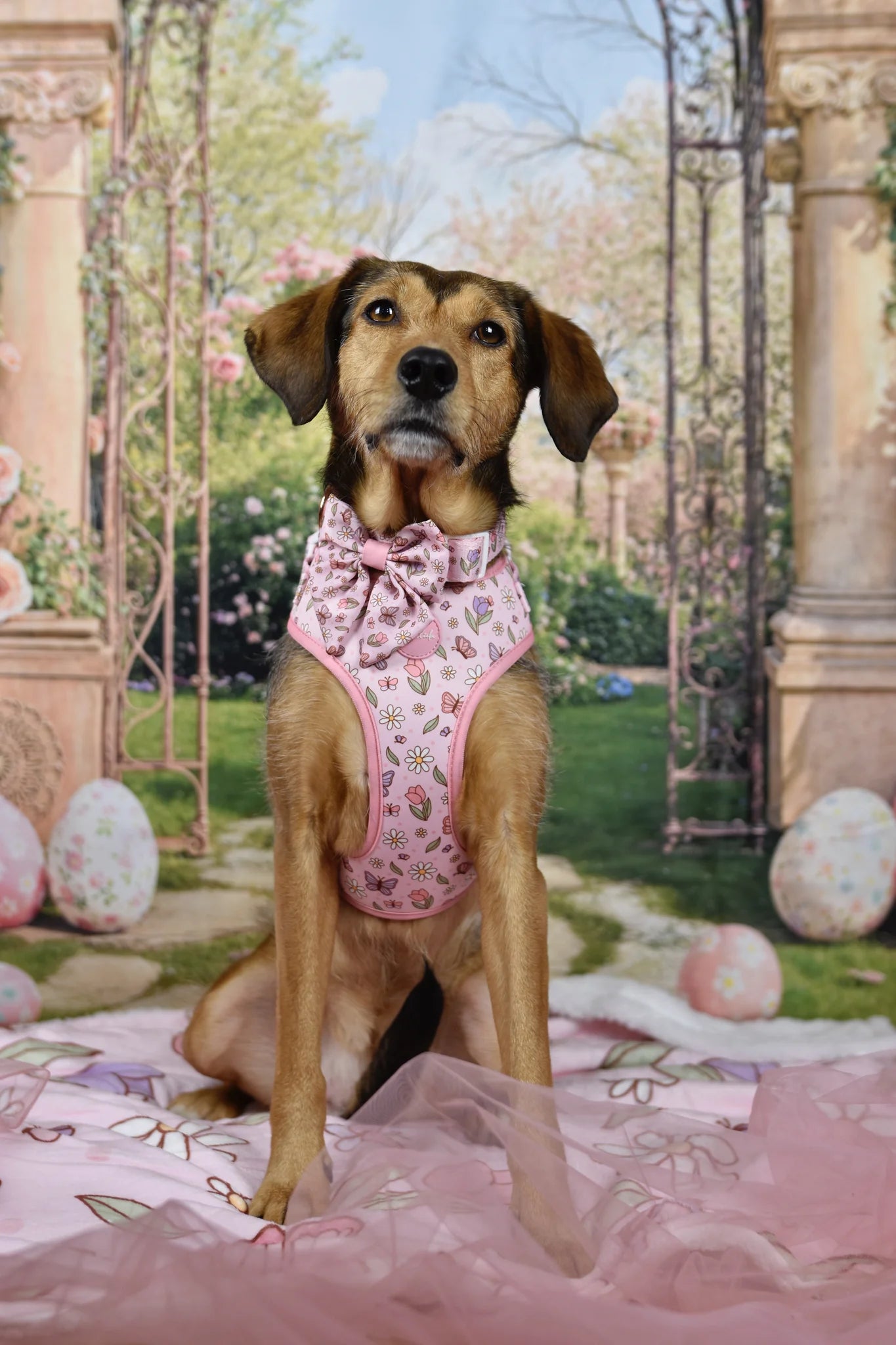 WUFFELLIEBE Geschirr- Enchanted Flutter