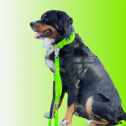 WOOFED - Leine 2,5m grün
