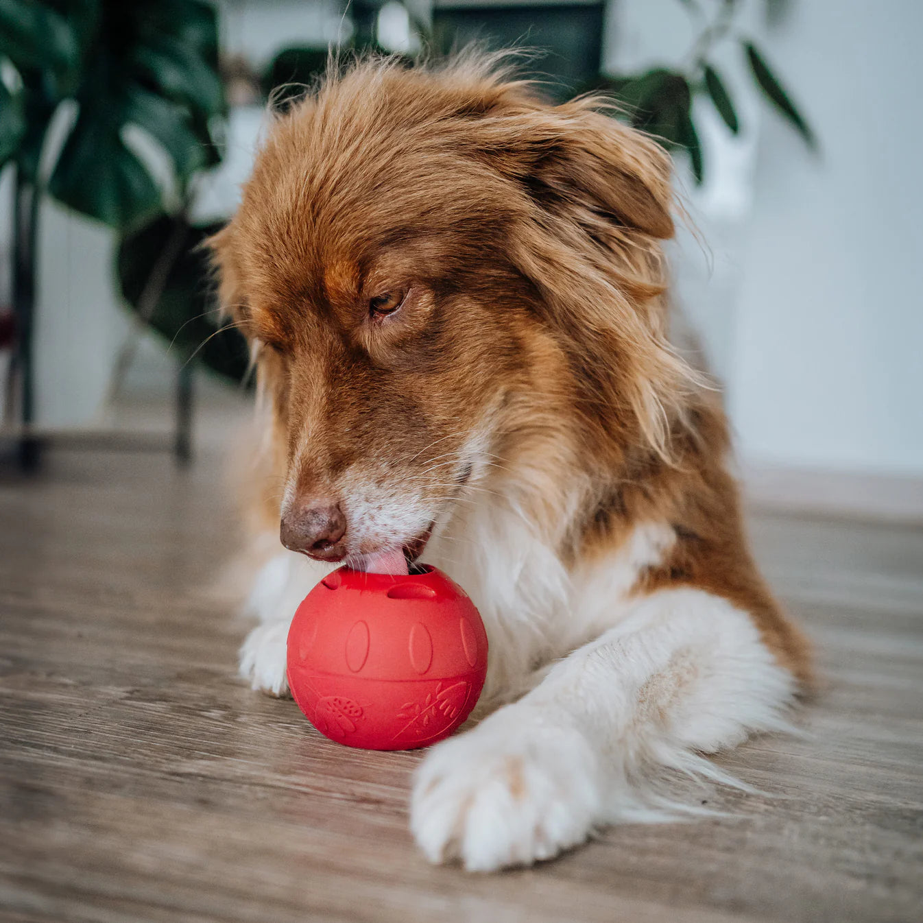 SMOOTHIE DOG - Schleckball