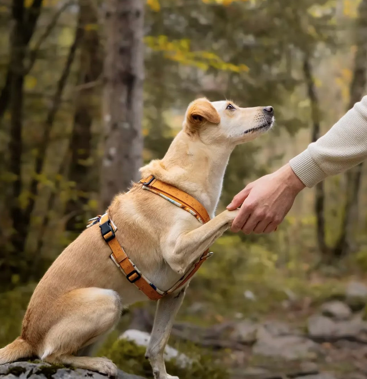 LOLINQ Geschirr - Orbital Planets, gelb