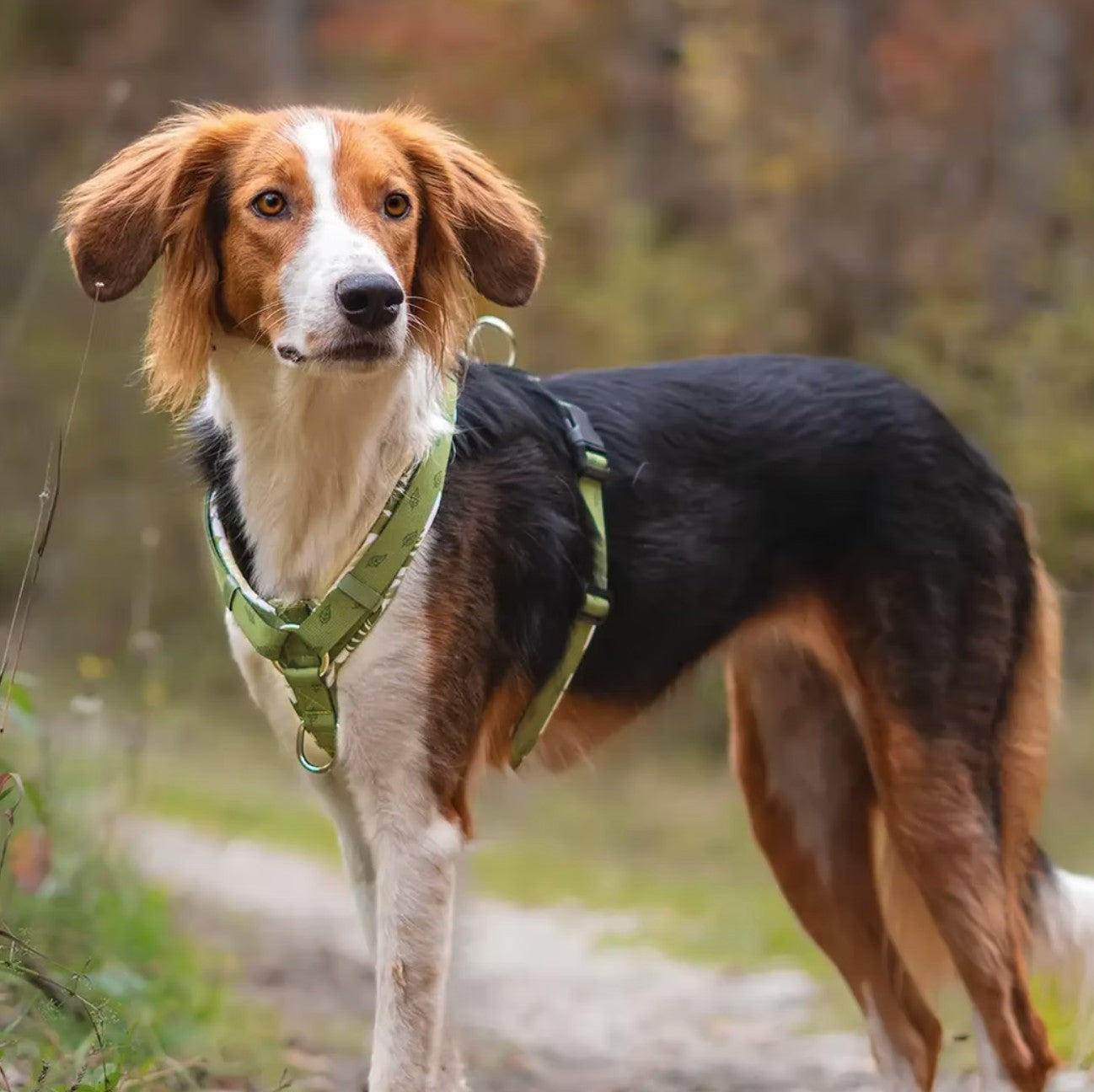 LOLINQ Geschirr - Urban Jungle, grün