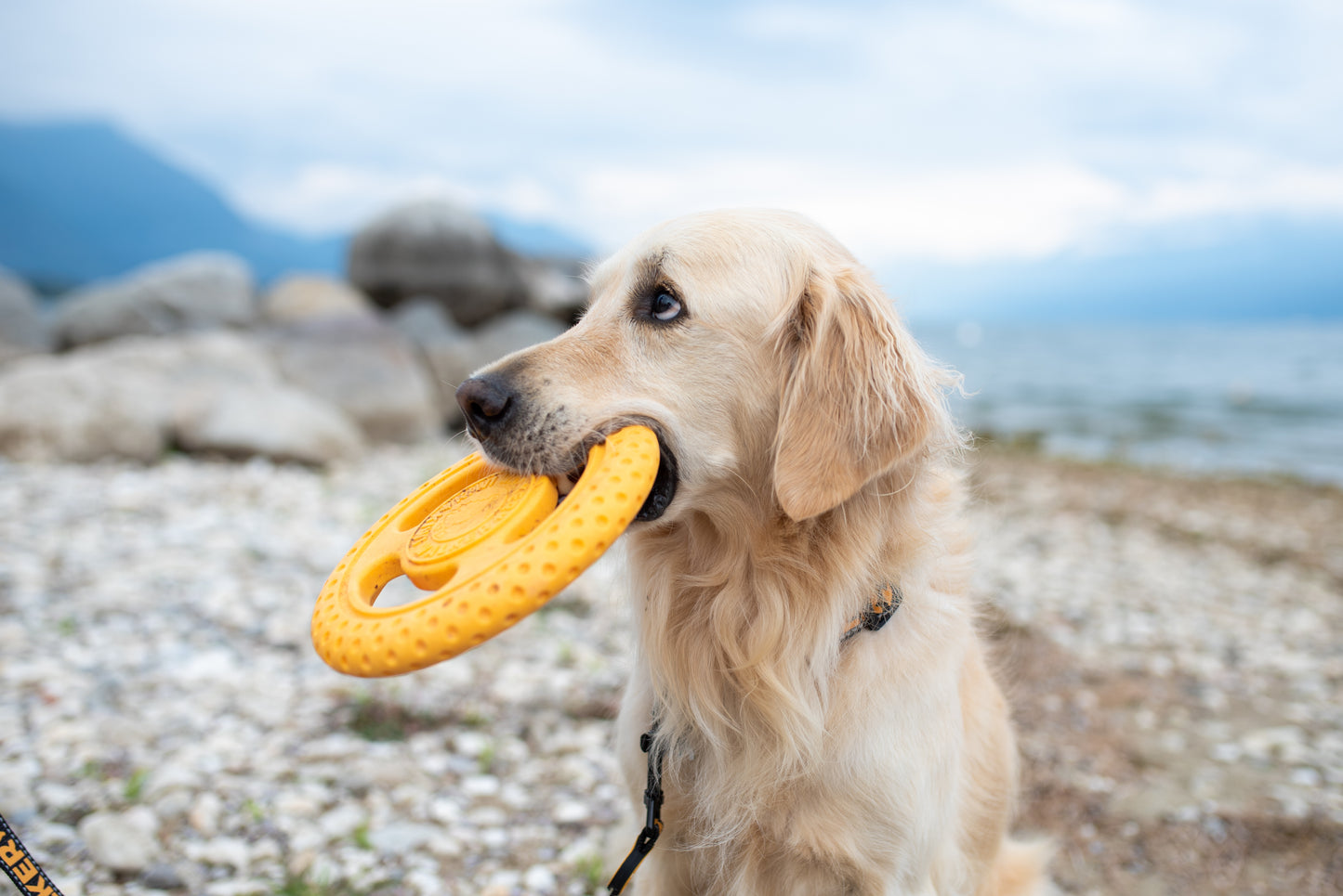 KIWI WALKER - Frisbee Maxi, orange