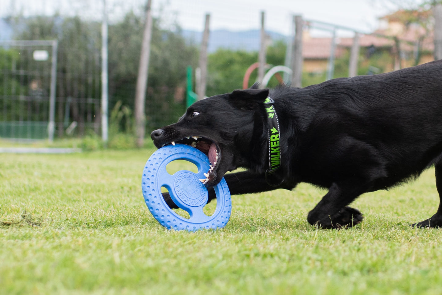 KIWI WALKER - Frisbee Maxi, blau