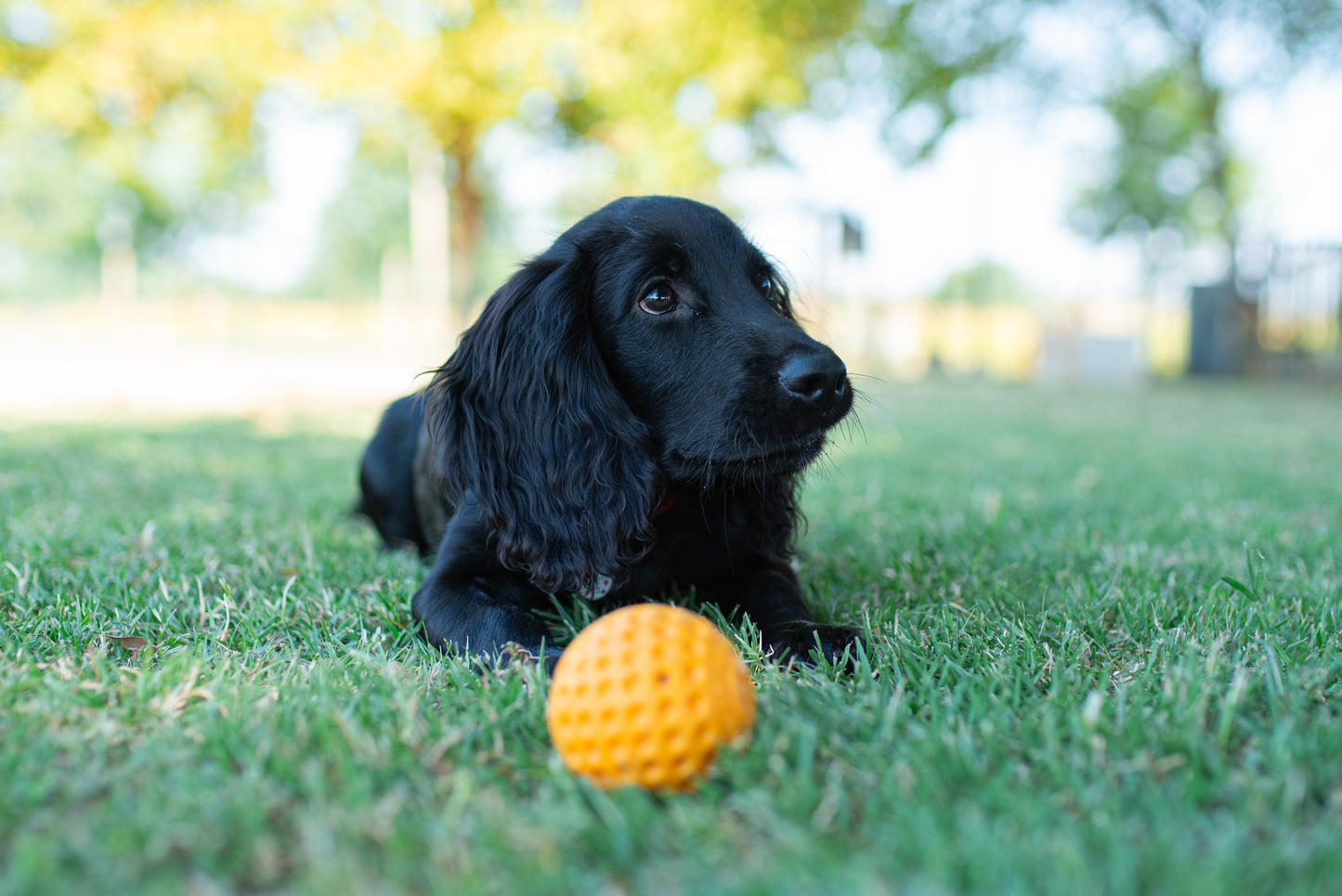 KIWI WALKER - Ball Mini, orange