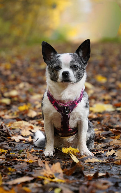 CHARLIES MANUFAKTUR - Geschirr Pinke Lilien