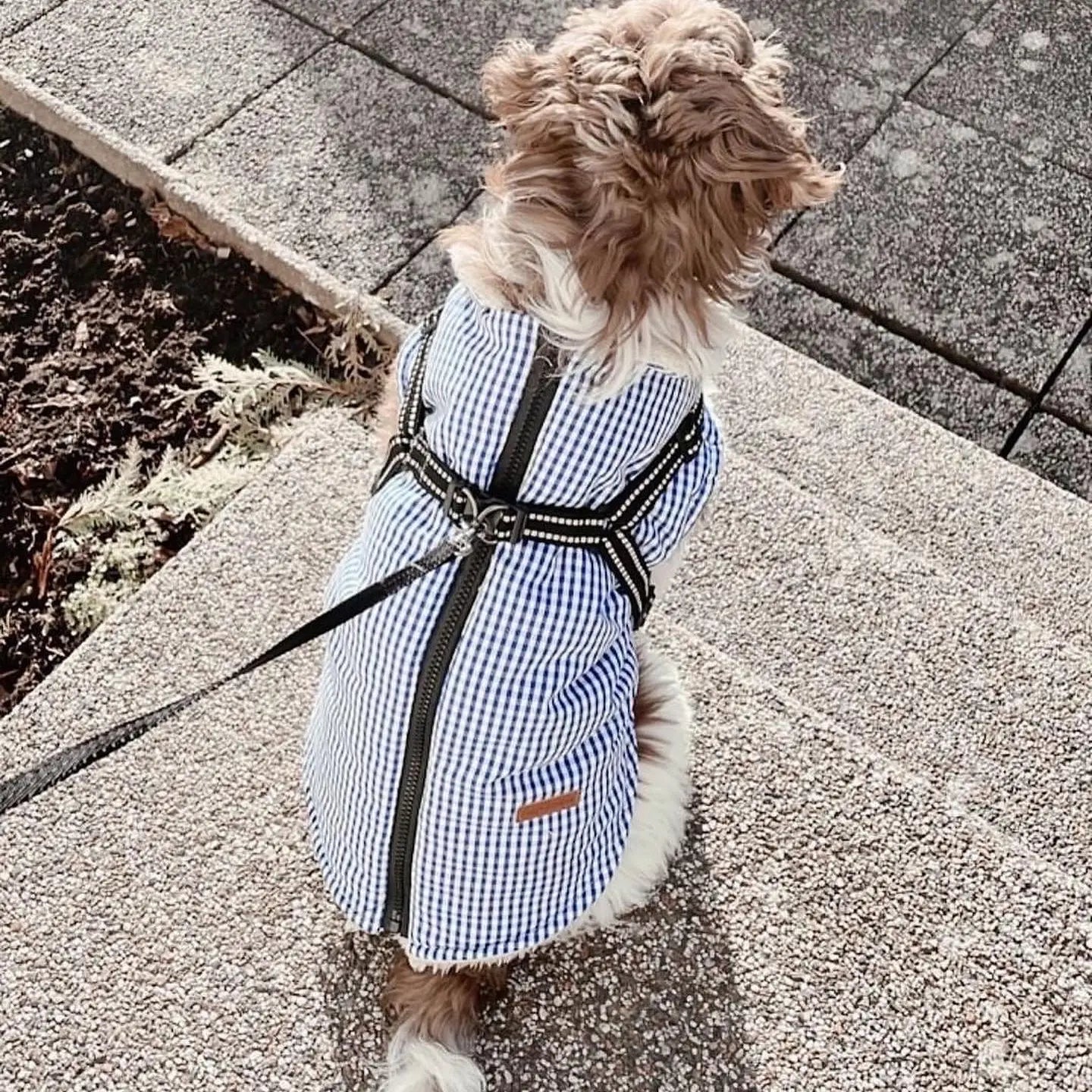 PUPPY BOHÈME - Jacke mit Geschirr, Charlie