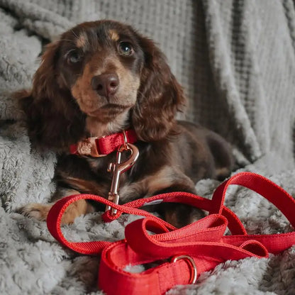 SASSY WOOF Halsband - Merlot