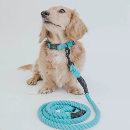 SASSY WOOF Halsband - Neonblau