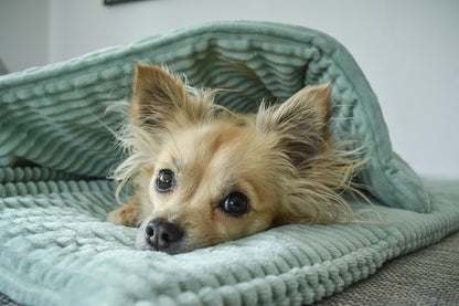 HUNDEZIMMER - Kuschelfleece Decke Cord Optik salbei