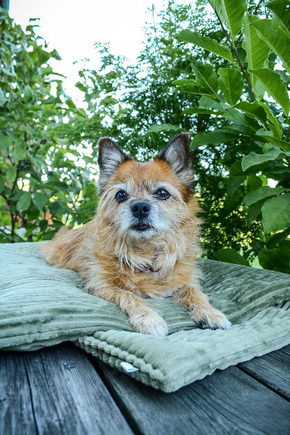 HUNDEZIMMER - Kuschelfleece Decke Cord Optik salbei