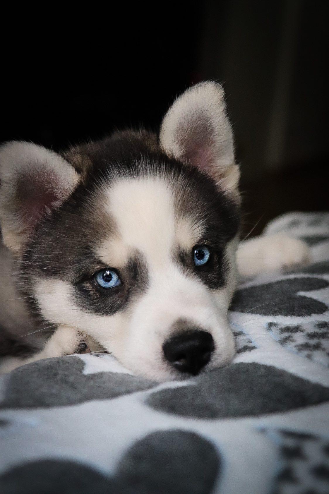 HUNDEZIMMER - Kuschelfleece Decke Herz grau