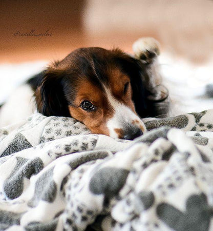 HUNDEZIMMER - Kuschelfleece Decke Herz grau