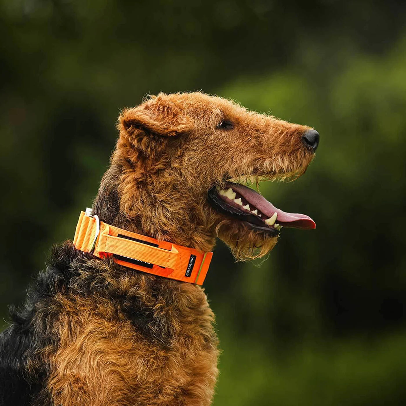 BULLSLAND DOGWEAR - Halsband mit Griff - Orange