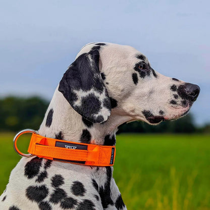 BULLSLAND DOGWEAR - Halsband mit Griff - Orange